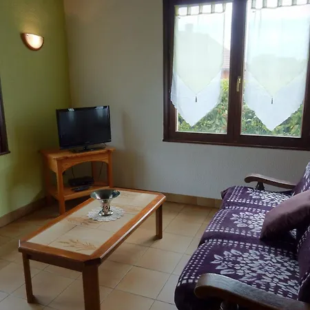 Elegant In Gerb Pal In Cosy Environment * Gerbepal