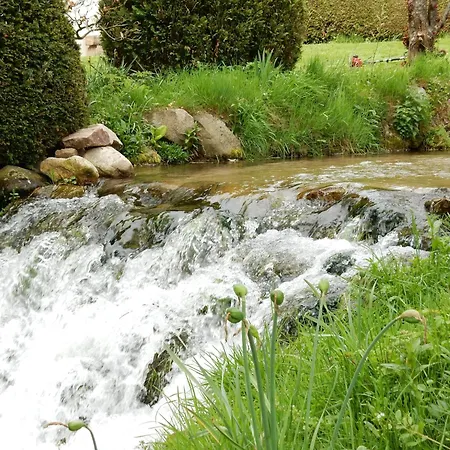 Elegant In Gerb Pal In Cosy Environment * Gerbepal